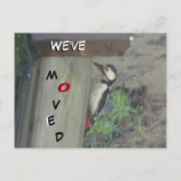 Cute Woodpecker on Nest Box We've Moved Postcard