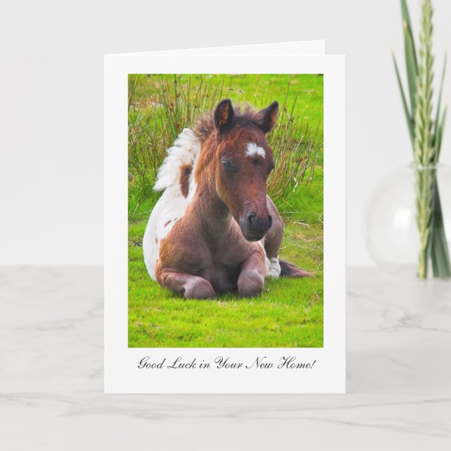 Cute Yearling Foal - Good Luck In Your New Home Card (Front)