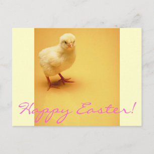 Cute yellow baby Chick Happy Easter! Holiday Postcard