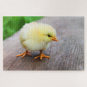 Cute yellow chick jigsaw puzzle