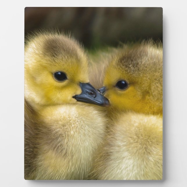 Cute Yellow Fluffy Ducklings, Baby Ducks Plaque (Front)