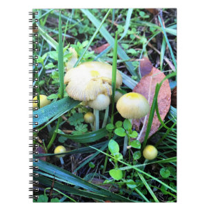 Cute Yellow Mushrooms, Oregon Notebook