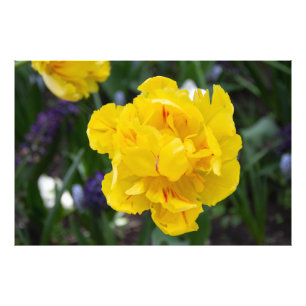 Cute yellow tulips in the garden photo print