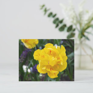 Cute yellow tulips in the garden postcard
