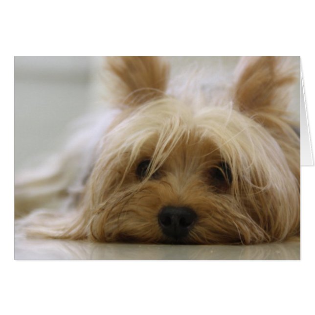 Cute Yorkie (Front Horizontal)
