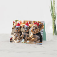 Cute Yorkie Christmas Cookie Card