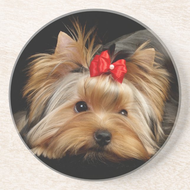 Cute yorkie coaster (Front)