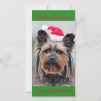 CUTE YORKIE IN SANTA HAT FLAT