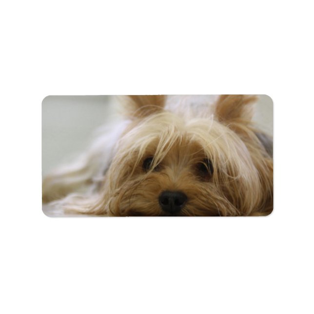 Cute Yorkie Label (Front)