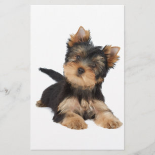 Cute yorkie puppy