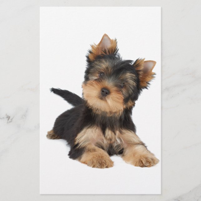 Cute yorkie puppy (Front)