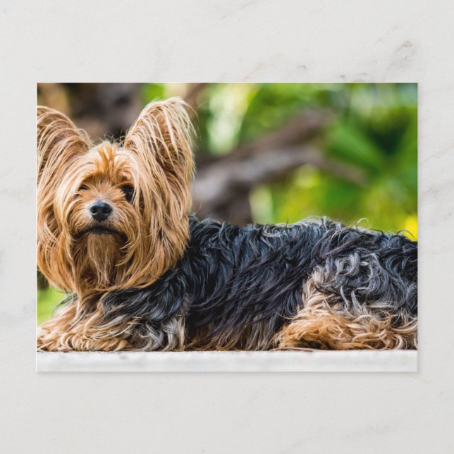 Cute Yorkshire Terrier Dog in garden Postcard (Front)