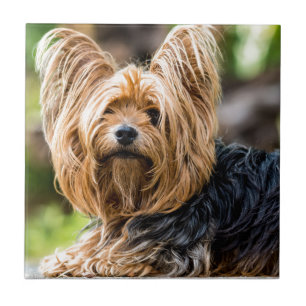 Cute Yorkshire Terrier Dog in garden Tile