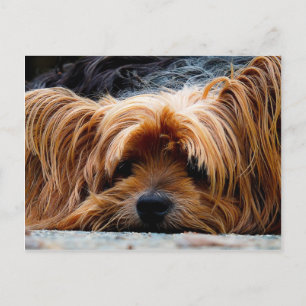 Cute Yorkshire Terrier Dog Postcard