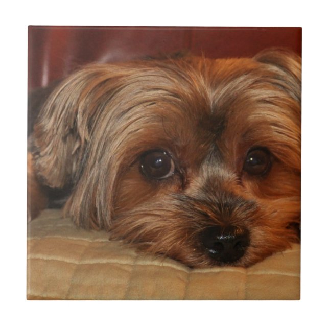 Cute yorkshire terrier dog,yorkie tile (Front)