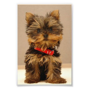 Cute Yorkshire Terrier Photo Print