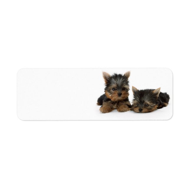 Cute Yorkshire Terrier puppies (Front)