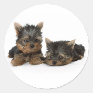 Cute Yorkshire Terrier puppies Classic Round Sticker