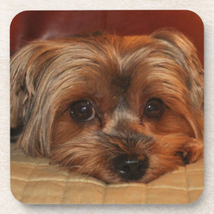 Cute Yorkshire Terrier Puppy Dog Coaster