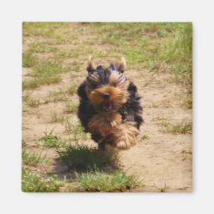 Cute Yorkshire Terrier Puppy running Magnet