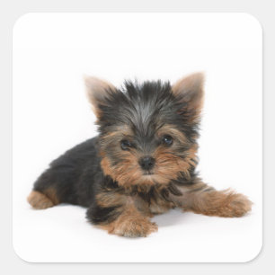 Cute Yorkshire Terrier Puppy Square Sticker