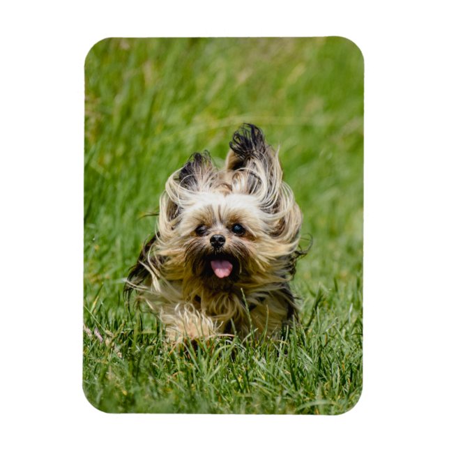 Cute Yorkshire Terrier Running Through Grass Magnet (Vertical)