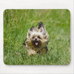 Cute Yorkshire Terrier Running Through Grass Mouse Pad