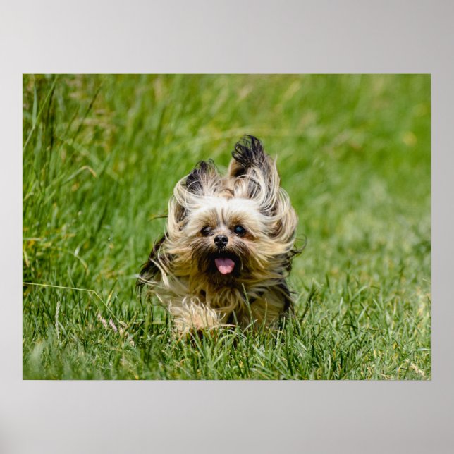 Cute Yorkshire Terrier Running Through Grass Poster (Front)