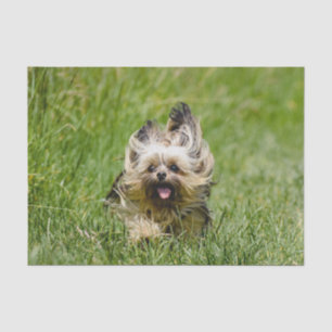 Cute Yorkshire Terrier Running Through Grass Tissue Paper
