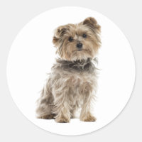 Cute Yorkshire Terrier Yorkie Puppy Dog Mum Dad