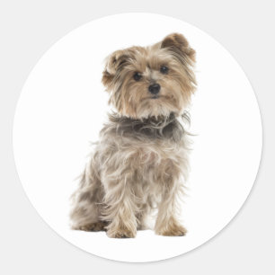 Cute Yorkshire Terrier Yorkie Puppy Dog Mum Dad Classic Round Sticker