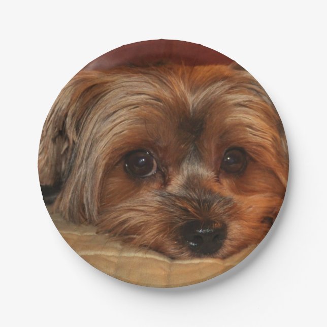 Cute Yorkshire terrier,yorkie puppy dog Paper Plate (Front)