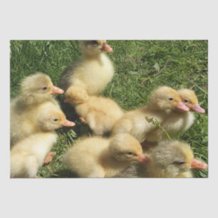 cute young animals from the farm tissue paper