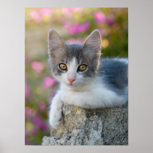 Cute Young Bicolor Cat Kitten Flowers Pet Photo - Poster (Front)