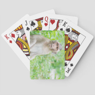 Cute Young Brown Spider Monkey Playing Cards