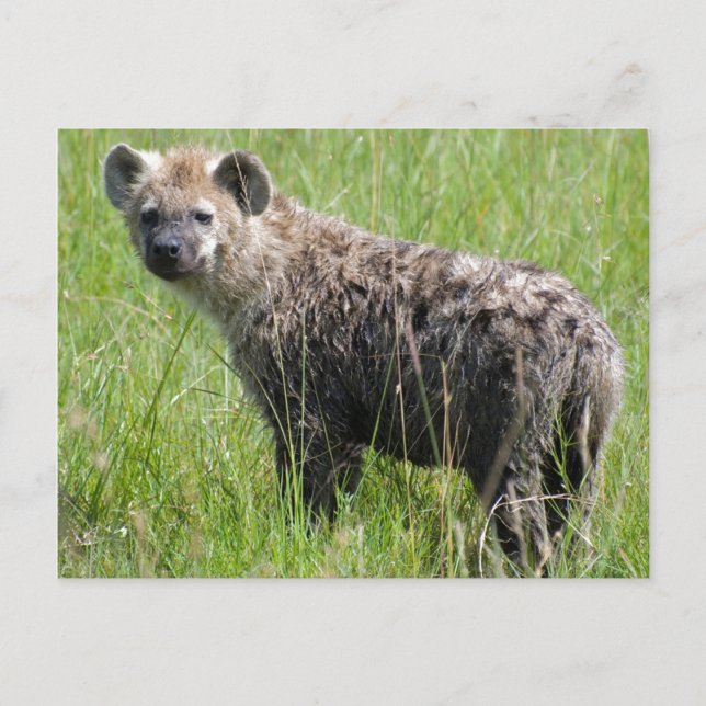 Cute Young Hyena with Wet Fur in Green Grass Postcard (Front)