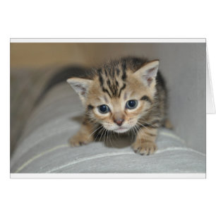 Cute Young Kitten