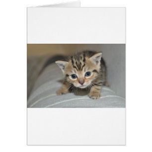 Cute Young Kitten