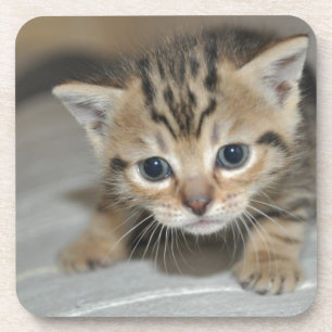 Cute Young Kitten Coaster