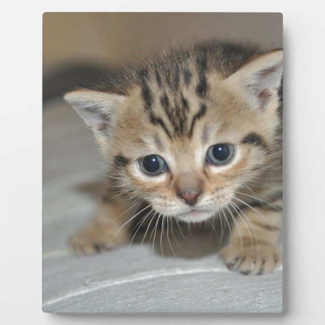 Cute Young Kitten Plaque (Front)