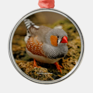 Cute Zebra Finch Songbird on the Rocks Metal Tree Decoration