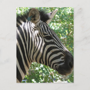Cute Zebra Postcard