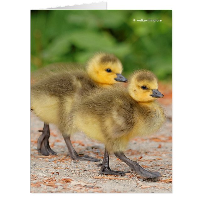 Cuteness on Parade: Canada Goose Goslings (Front)