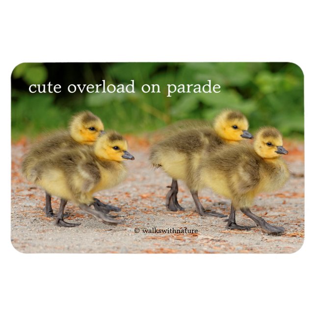 Cuteness on Parade: Canada Goose Goslings Magnet (Horizontal)