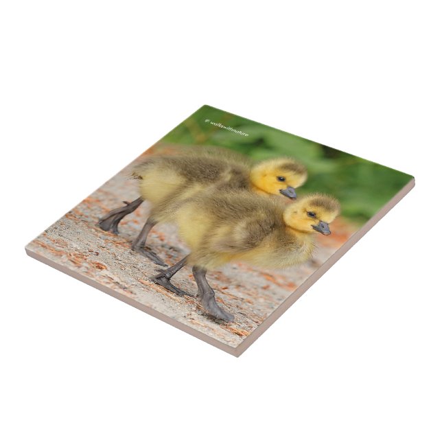 Cuteness on Parade: Canada Goose Goslings Tile (Side)
