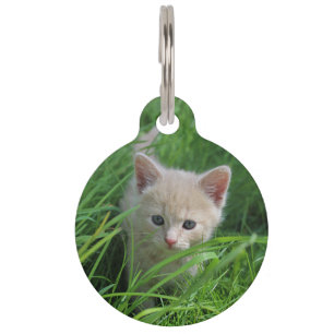 Cuteness Overload Pet Tag