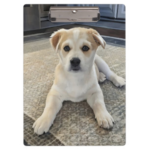 Cuteness Puppy Overload  Clipboard