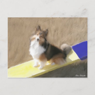 CuteShetland Sheepdog sitting on a teeter Postcard