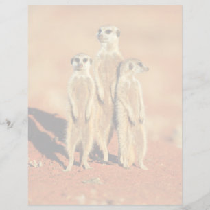 Cutest Baby Animals   3 Meerkats