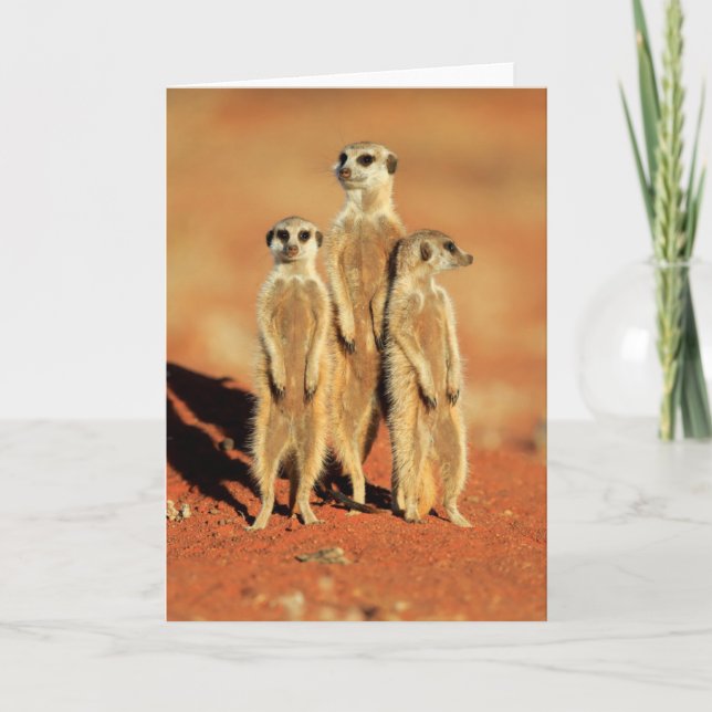 Cutest Baby Animals | 3 Meerkats Card (Front)